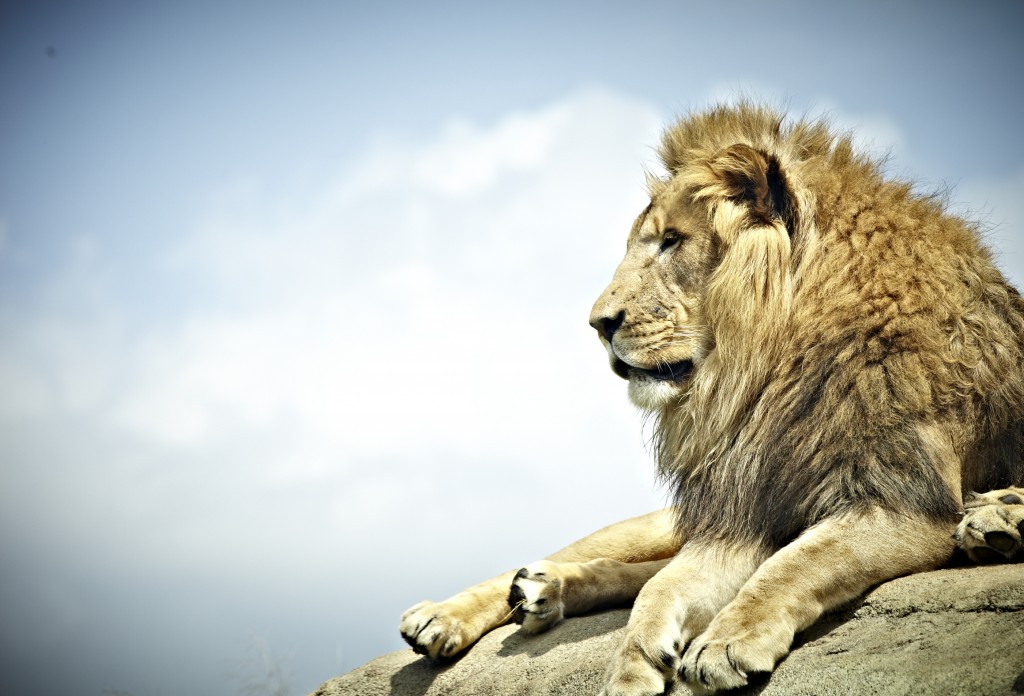 Lion Blog