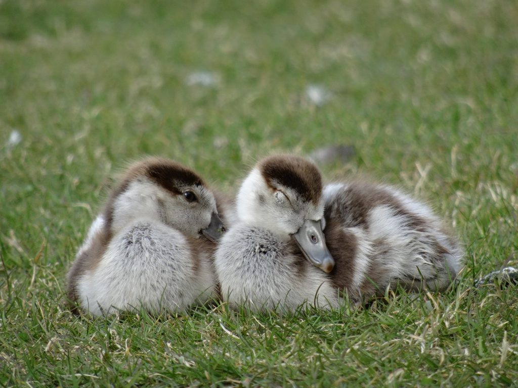 Goslings, Geese, First Steps